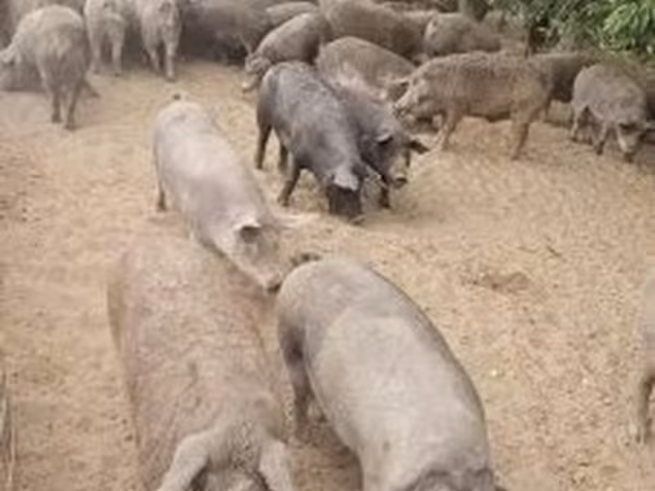 Pigs (batch, sex not specified), Pigs