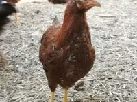Chickens — zdjęcie 1