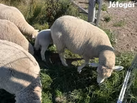 मेढ़ा, भेड़ — फ़ोटो 4