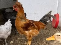 Chickens — फ़ोटो 4