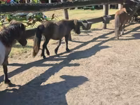 雌馬, Shetland Pony — 写真 4