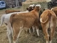 Goveda (partija, pol nije naveden), Simmental cattle — fotografija 7