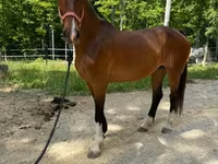 Kobila, Dutch warmblood horse — fotografija 7