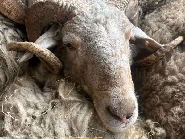 Bélier, Moutons