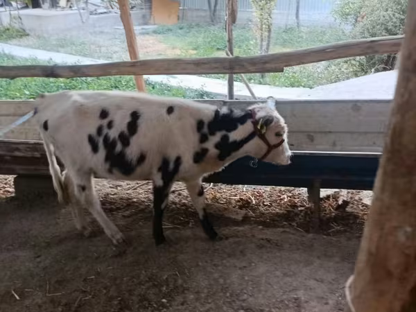 ІҚМ (топ, жынысы көрсетілмеген), Russian Black pied cattle
