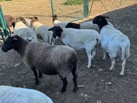 Brebis, Dorper sheep — photo 4
