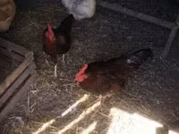 Chickens — fotografija 3