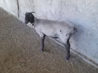 أغنام (دفعة، الجنس غير محدد), Merino sheep — الصورة 3