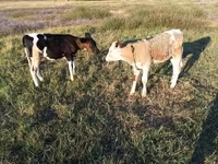 公牛, Russian Black pied cattle — 照片 5