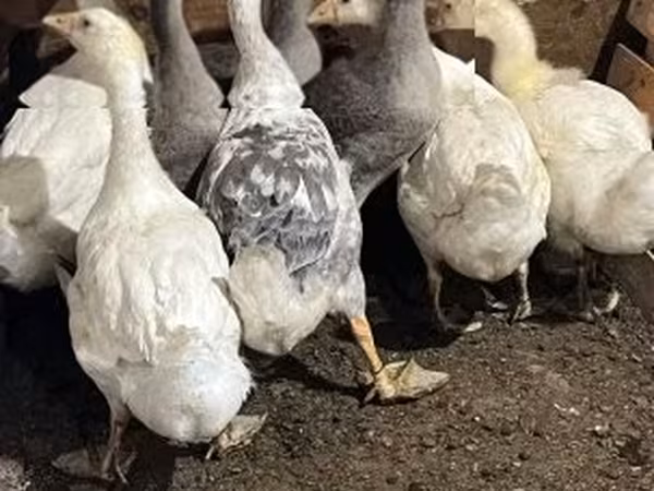 Graue und graugescheckte dänische Gans