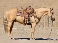 Pastuv, Quarter Horse — fotografija 4