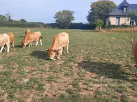 Krava, Aubrac cattle — fotografija 7