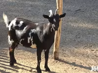 母山羊, Nigerian dwarf goats — 照片 2