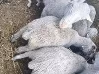 Baran, Merino sheep — zdjęcie 2