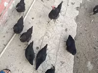 Australorp — fotografija 5