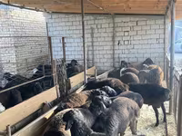 Ovelha, Ovelhas — foto 3