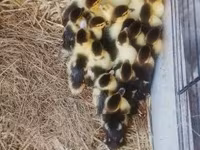 Ducks — Foto 5
