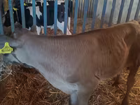 Bik, Simmental cattle — fotografija 7