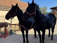 Pastuv, Hungarian horse breed — fotografija 1