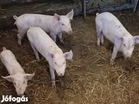 母猪, Pigs — 照片 4