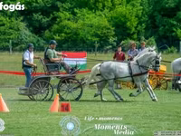 Kobila, Lipizzaner — fotografija 2