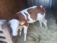 Bik, Simmental cattle — fotografija 4