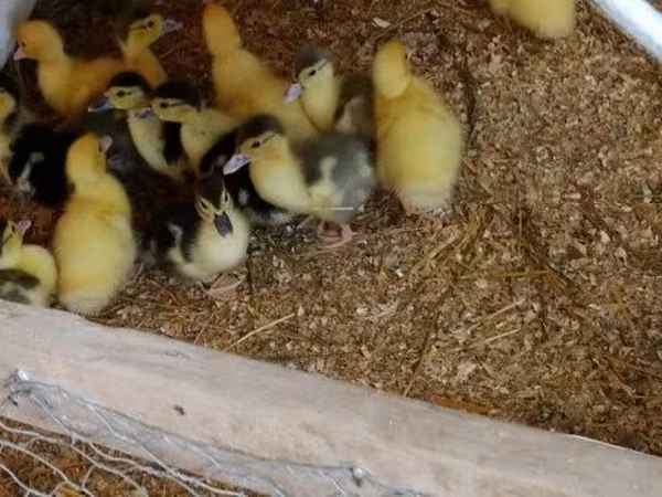 Ducks — Macarıstan