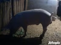 Eber, Schweine — Foto 1