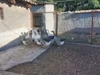 Geese — 写真 5