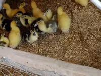 Ducks — foto 1