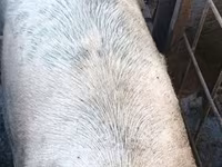 Schweine (Partie, Geschlecht nicht angegeben), Schweine — Foto 1