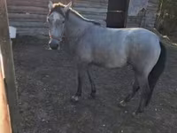母马, Horses — 照片 2