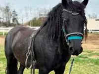 حصان, Friesian — الصورة 3