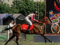 Kobila, Arabian horse — fotografija 2