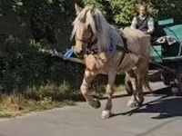 Égua, Cavalos — foto 4
