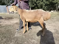 Qoyun, Arashan sheep — foto 1