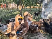 Ducks — फ़ोटो 1