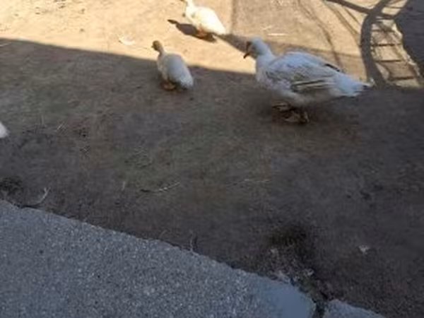 Ducks