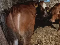 Bik, Simmental cattle — fotografija 5