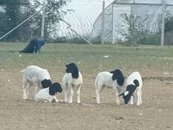 雄羊, Dorper sheep — ハンガリー