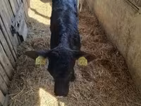 Bulle, Aberdeen-Angus — Foto 4