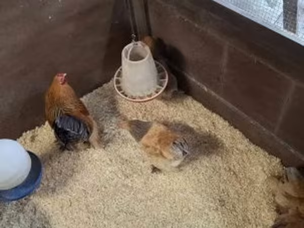 Brahma