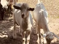 Kozioł, Alpine goat — zdjęcie 1