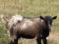 बकरी, Nubian Goat — फ़ोटो 1