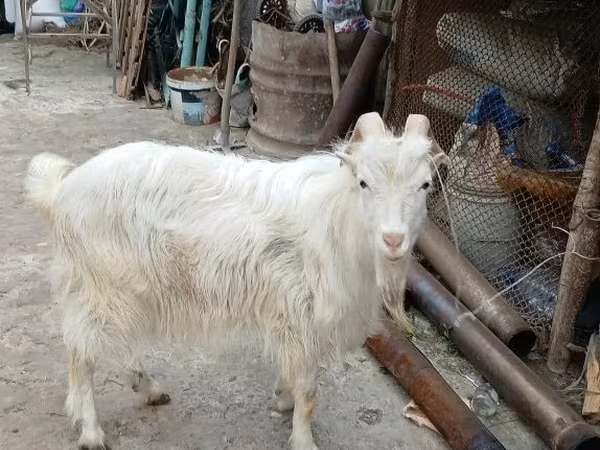 Kozioł, Kozy