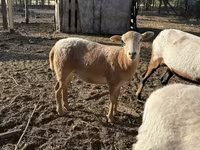 Owca, Cameroon sheep — zdjęcie 4
