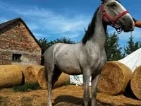 حصان, Lipizzaner — الصورة 1