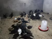 Turkeys — fotografija 4