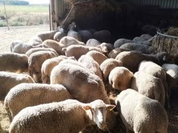 Oveja, Ile-de-France sheep