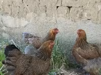 Brahma — foto 3